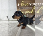 Dalton - Male Dachshund Puppy for Sale - Photo #6