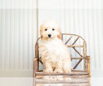 Small #1 Poodle (Toy)