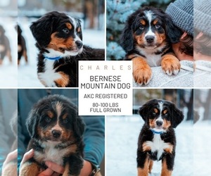 Bernese Mountain Dog Puppy for sale in AM FORK, UT, USA