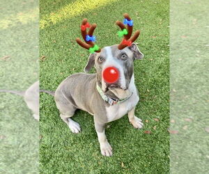 American Pit Bull Terrier-Unknown Mix Dogs for adoption in Marathon, FL, USA