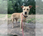 Small #4 Labrador Retriever Mix