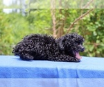Small #6 Poodle (Toy)