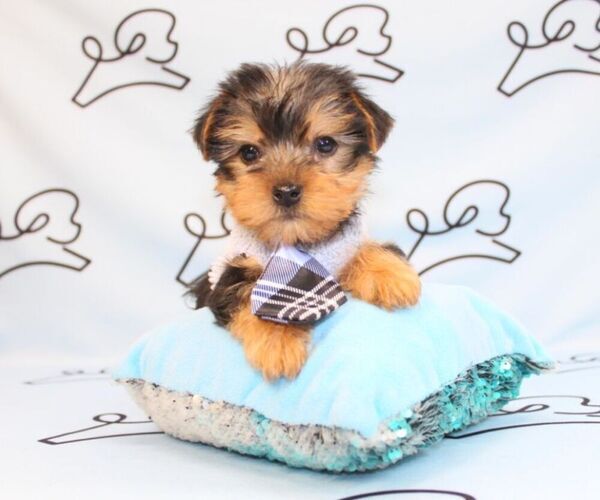 Medium Photo #44 Yorkshire Terrier Puppy For Sale in LAS VEGAS, NV, USA