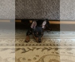 Small Photo #40 Miniature Pinscher Puppy For Sale in BULGER, PA, USA