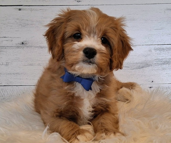 Medium Photo #1 Cavapoo (Miniature) Puppy For Sale in HANCOCK, MN, USA
