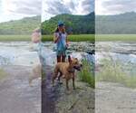 Small #2 Labrador Retriever Mix