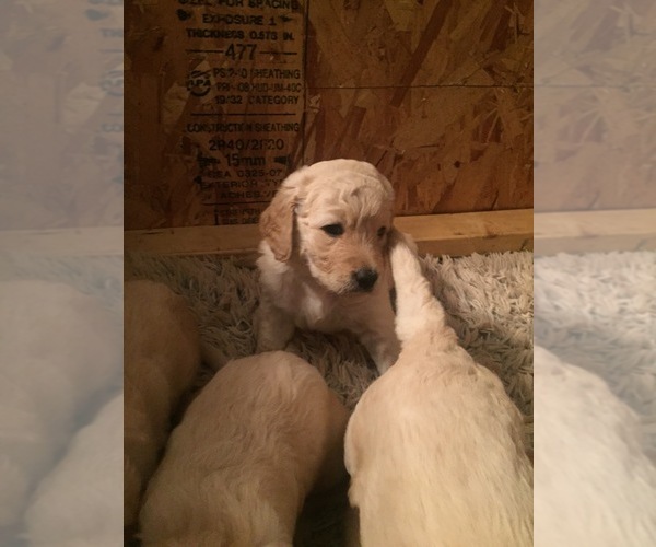 Medium Photo #11 Goldendoodle Puppy For Sale in STILLMAN VALLEY, IL, USA