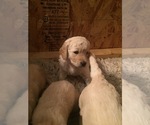 Small Photo #11 Goldendoodle Puppy For Sale in STILLMAN VALLEY, IL, USA