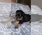 Small Photo #5 Rottweiler Puppy For Sale in HENRICO, VA, USA