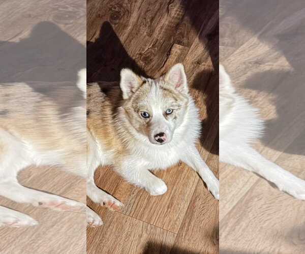 Medium Photo #1 Pomsky Puppy For Sale in Holly Springs, NC, USA