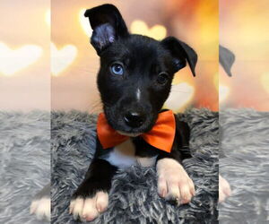 Aussie Siberian Dogs for adoption in Hillsboro, MO, USA