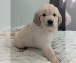 Small Photo #69 Golden Retriever Puppy For Sale in MODESTO, CA, USA