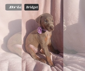Doberman Pinscher Puppy for sale in POMEROY, OH, USA