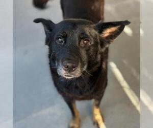 Eureka - Female Mutt Dog for Adoption - Photo #3