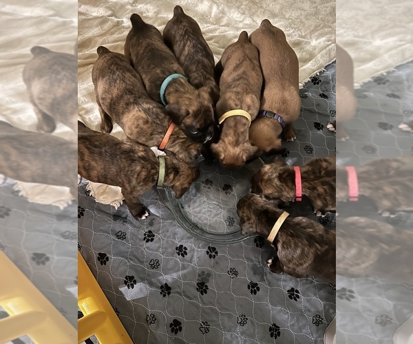 Medium Photo #1 Boxer Puppy For Sale in OLD FIELDS, WV, USA