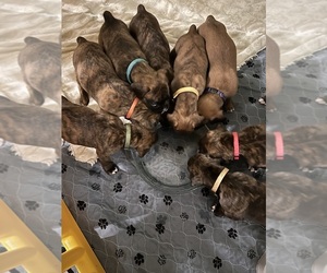 Boxer Litter for sale in OLD FIELDS, WV, USA