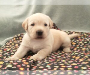 Labrador Retriever Puppy for sale in CALIENTE, CA, USA