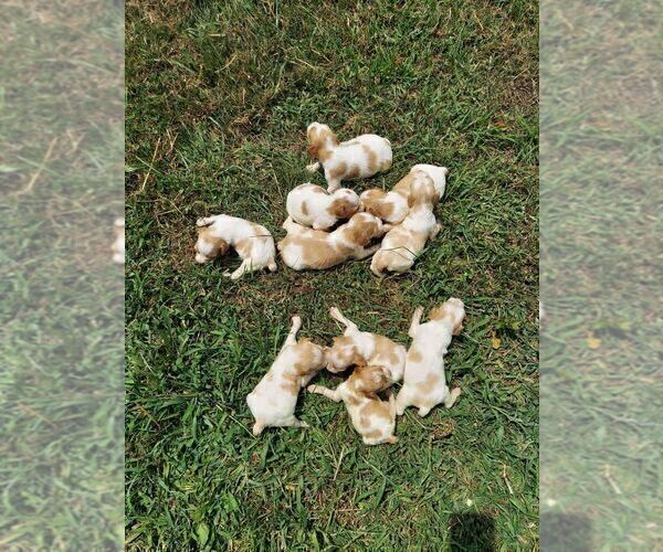 Medium Photo #5 Spanish Pointer Puppy For Sale in CATALPA, VA, USA