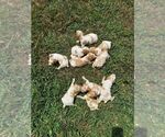 Small Photo #5 Spanish Pointer Puppy For Sale in CATALPA, VA, USA