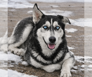Siberian Husky Dogs for adoption in Severn, MD, USA