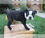 Small Photo #1 Boston Terrier Puppy For Sale in SHILOH, OH, USA