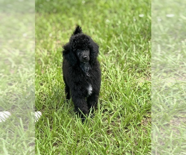 Medium Photo #1 Poodle (Miniature) Puppy For Sale in ARCADIA, FL, USA