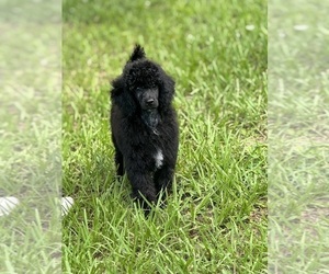 Poodle (Miniature) Dog for Adoption in ARCADIA, Florida USA