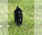 Image preview for Ad Listing. Nickname: Charlee