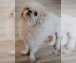 Small Photo #3 ShihPoo Puppy For Sale in Cuyahoga Falls , OH, USA