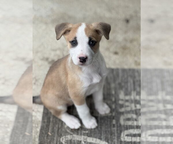 Medium Photo #1 Australian Shepherd-Unknown Mix Puppy For Sale in Newport Beach, CA, USA