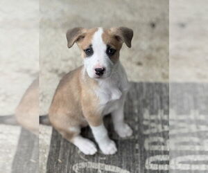 Australian Shepherd-Unknown Mix Dogs for adoption in Newport Beach, CA, USA