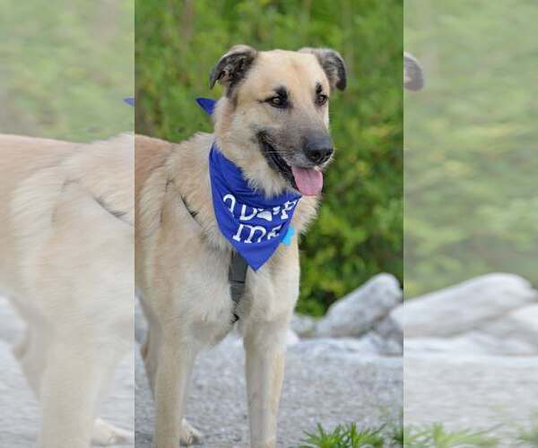 Medium Photo #8 German Shepherd Dog-Great Pyrenees Mix Puppy For Sale in Gretna, NE, USA