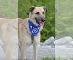 Small #7 German Shepherd Dog-Great Pyrenees Mix