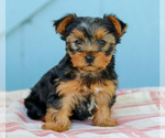 Puppy Jana Yorkshire Terrier