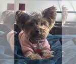 Small #1 Mutt