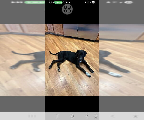 Medium Photo #3 Labrador Retriever-Unknown Mix Puppy For Sale in Rocky Mount, NC, USA