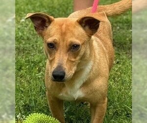 Dachshund-Unknown Mix Dogs for adoption in Yardley, PA, USA