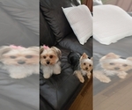 Small Photo #1 Yorkshire Terrier Puppy For Sale in HAWTHORNE, CA, USA