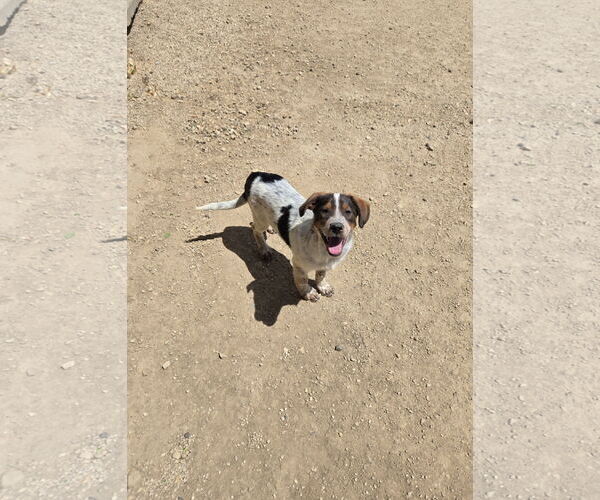 Medium Photo #1 Mutt Puppy For Sale in Maquoketa, IA, USA