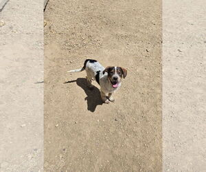 Mutt Dogs for adoption in Maquoketa, IA, USA