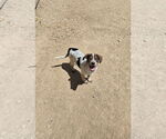 Small Mutt