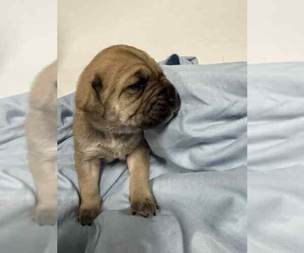 Medium Photo #5 Cane Corso Puppy For Sale in CAMBY, IN, USA