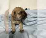 Small Photo #5 Cane Corso Puppy For Sale in CAMBY, IN, USA