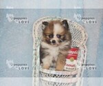 Small Photo #14 Pomeranian Puppy For Sale in SANGER, TX, USA