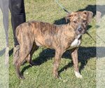 Small Photo #2 American Staffordshire Terrier-Boxer Mix Puppy For Sale in Huntley, IL, USA