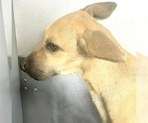 A661443 - Female German Shepherd Dog-Unknown Mix Dog for Adoption - Photo #2