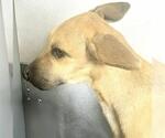 Small Photo #2 German Shepherd Dog-Unknown Mix Puppy For Sale in Houston, TX, USA