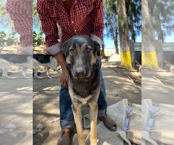 Medium Photo #1 German Shepherd Dog-Unknown Mix Puppy For Sale in Woodland, CA, USA