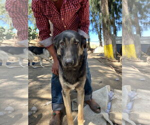 German Shepherd Dog-Unknown Mix Dogs for adoption in Woodland, CA, USA