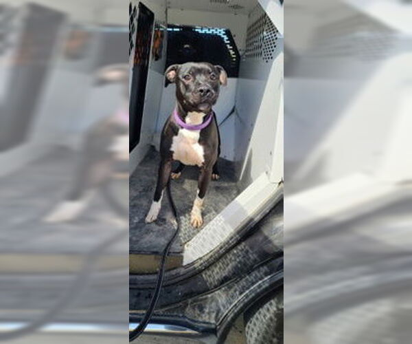 Medium Photo #7 American Pit Bull Terrier-Unknown Mix Puppy For Sale in Oskaloosa, IA, USA